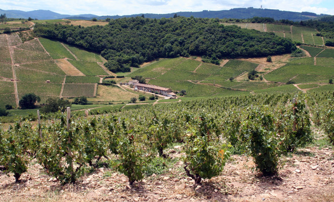 fleurie beaujolais grandine giorgio fogliani