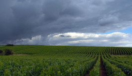 Un’altra annata “atipica” in Champagne? Un’altra annata “atipica” in Champagne?
