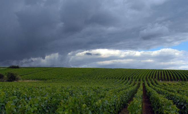 Un'altra annata "atipica" in Champagne?, di Samuel Cogliati