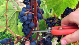 Champagne: è iniziata la vendemmia più precoce di sempre Champagne: è iniziata la vendemmia più precoce di sempre