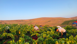 I volti nuovi del vino marsalese I volti nuovi del vino marsalese