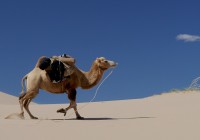 Un coccodrillo per un cammello (dentro una grondaia) – Parte prima